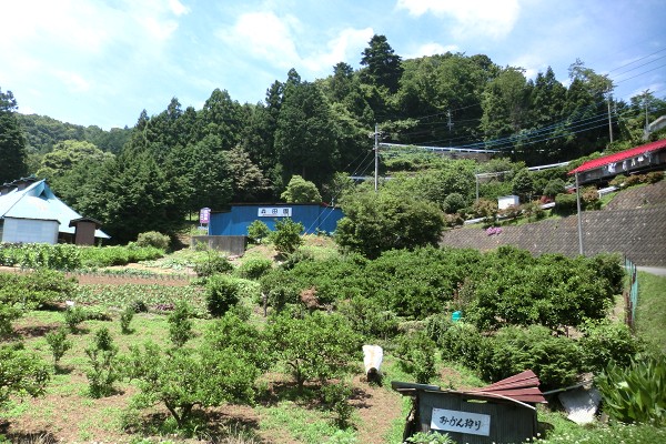 昭和50年頃からの歴史あるみかん園です。